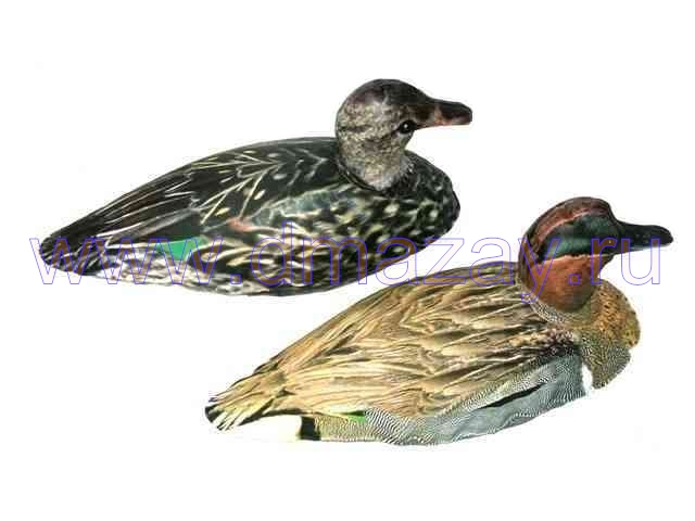  -    Cherokee Sports ( )  INFLATABLE Green Wing Teal 6  MF 955